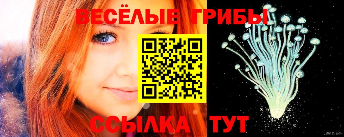 Галлюциногенные грибы Cubensis Свободный